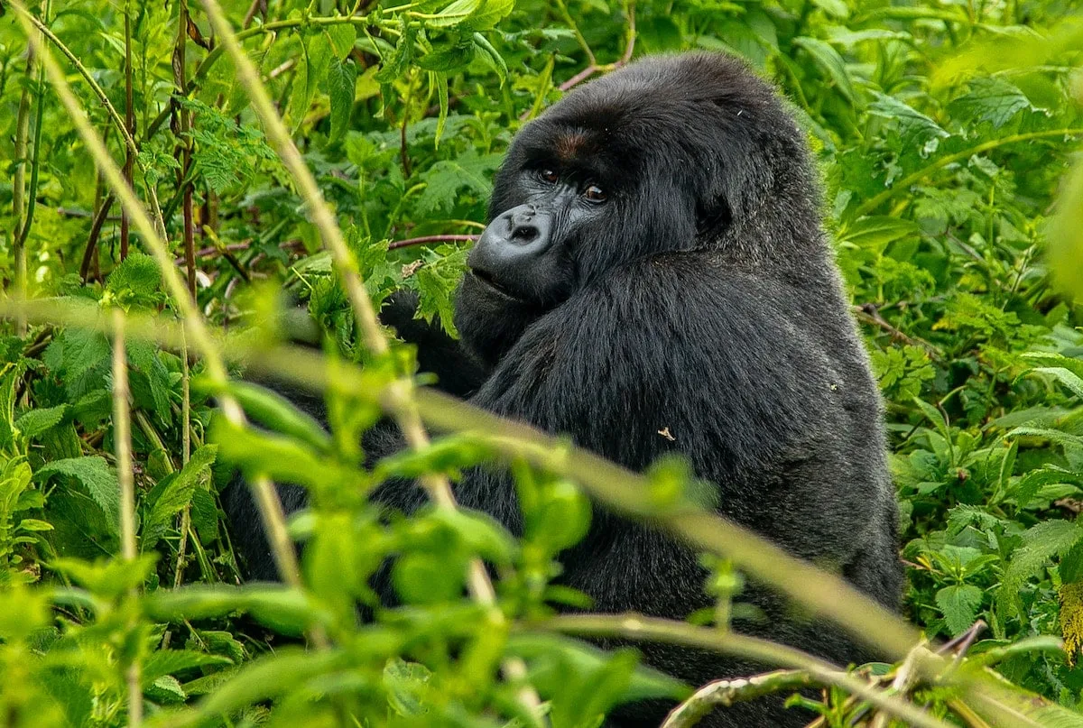 Gorilla Tracking in Uganda & East Africa