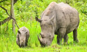 The Rich History of Rhinos in Uganda and the Zziwa Rhino Sanctuary: Why Nkisu Wilderness Safaris Is Your Best Choice for Rhino Adventures